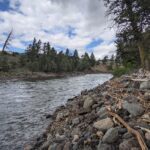 a river flows by a rocky shore with pine trees in the backgroud