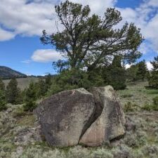 a tree grows out of the middle of a split boulder in a meadow